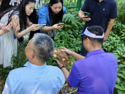 探访养固健黄精种植基地 了解黄精的奥秘